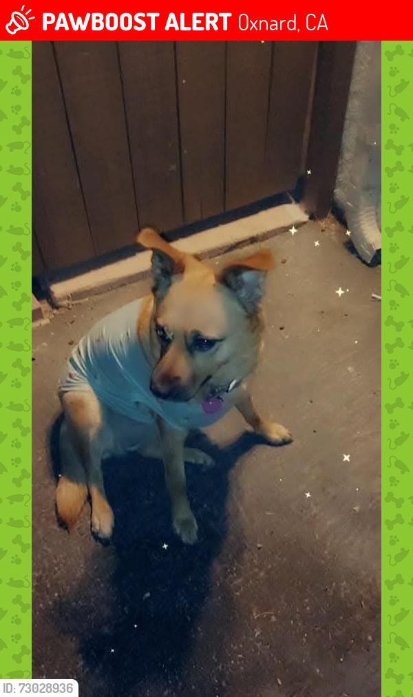 Lost Female Dog last seen Commercial ave , Oxnard, CA 93030