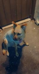 Lost Female Dog last seen Commercial ave , Oxnard, CA 93030