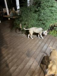 Reunited Unknown Dog last seen Mill hse Lane, Matthews, NC 28104