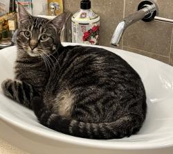 Lost Male Cat last seen Los Olivos Rd, Santa Rosa, CA 95401