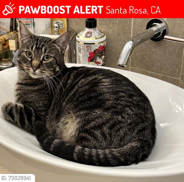 Lost Male Cat last seen Los Olivos Rd, Santa Rosa, CA 95401