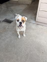 Found/Stray Male Dog last seen Lark Ellen and Tudor near Arrow, Vincent, CA 91722