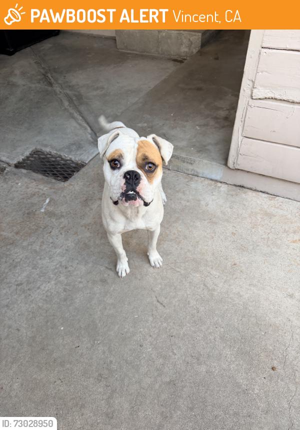 Found/Stray Male Dog last seen Lark Ellen and Tudor near Arrow, Vincent, CA 91722