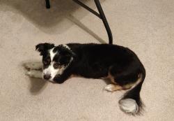 Reunited Female Dog last seen Claymore Dr & Adele Dr, Lafayette LA, Lafayette, LA 70503