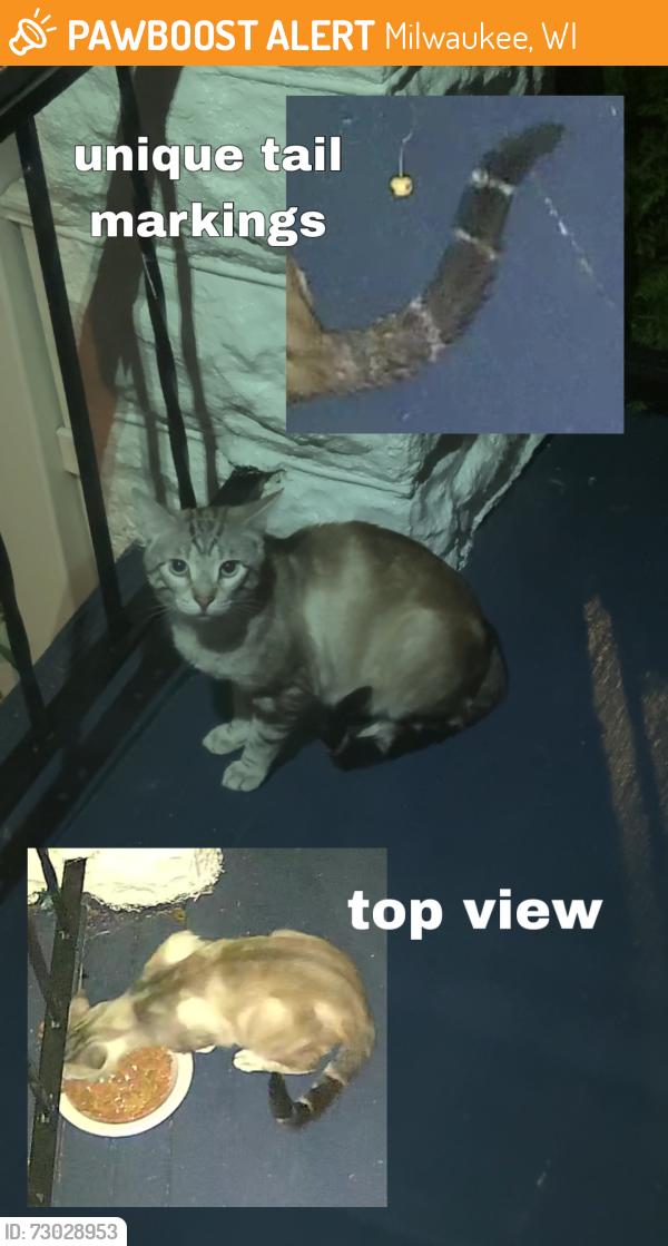 Found/Stray Unknown Cat last seen W Dakota St & South 15th Place, Milwaukee, WI 53215