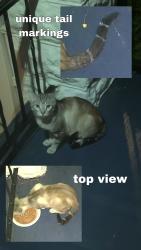 Found/Stray Unknown Cat last seen W Dakota St & South 15th Place, Milwaukee, WI 53215
