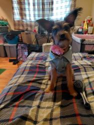 Lost Female Dog last seen Oakland and Monica/Edwald circle , Detroit, MI 48238