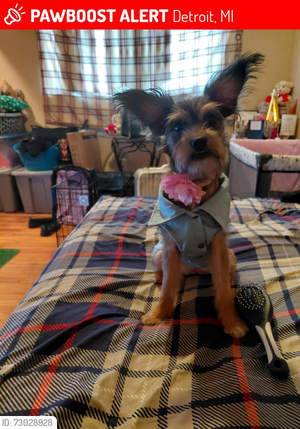 Lost Female Dog last seen Oakland and Monica/Edwald circle , Detroit, MI 48238
