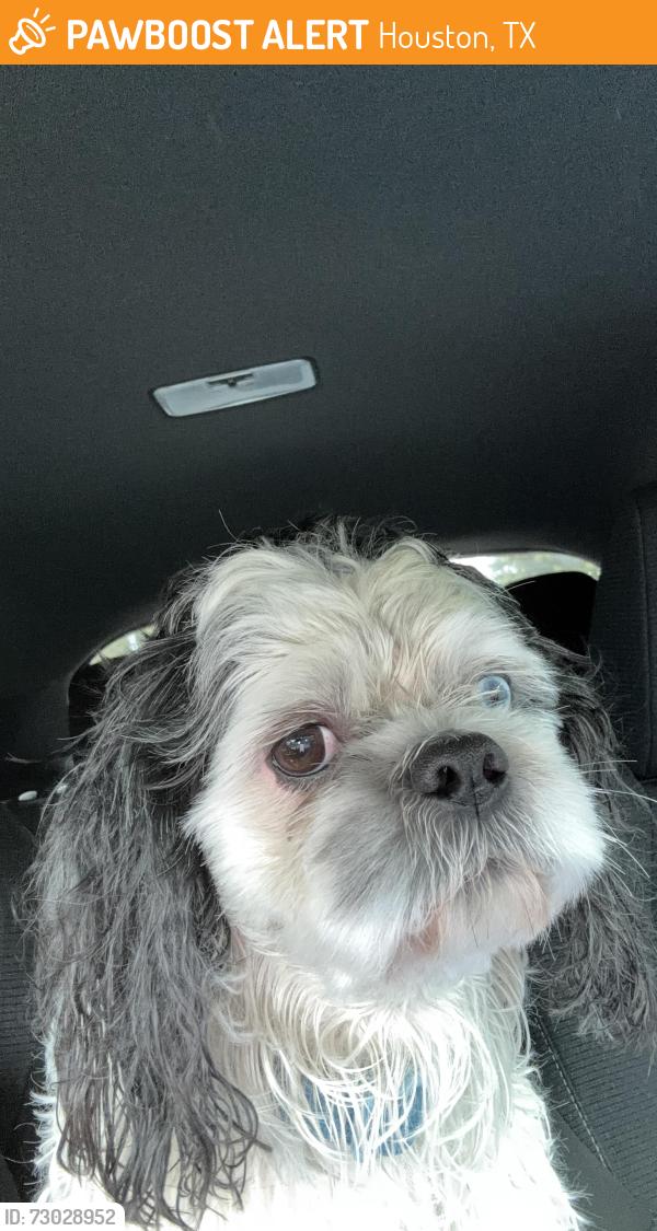 Found/Stray Male Dog last seen Near, Houston, TX 77095