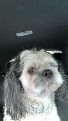 Found/Stray Male Dog last seen Near, Houston, TX 77095