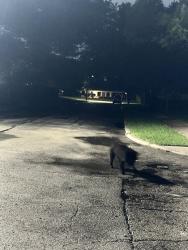 Found/Stray Unknown Dog last seen Belmead and Shannon, Irving, TX 75061