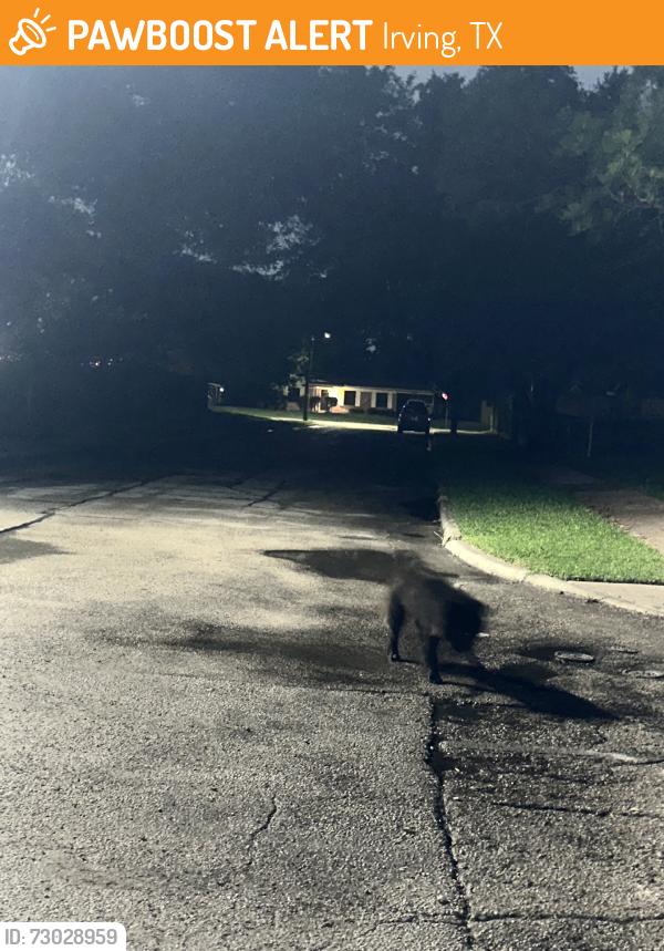 Found/Stray Unknown Dog last seen Belmead and Shannon, Irving, TX 75061