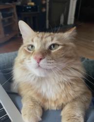 Lost Male Cat last seen Perrysville Ave and Brightridge St, Pittsburgh, PA 15214