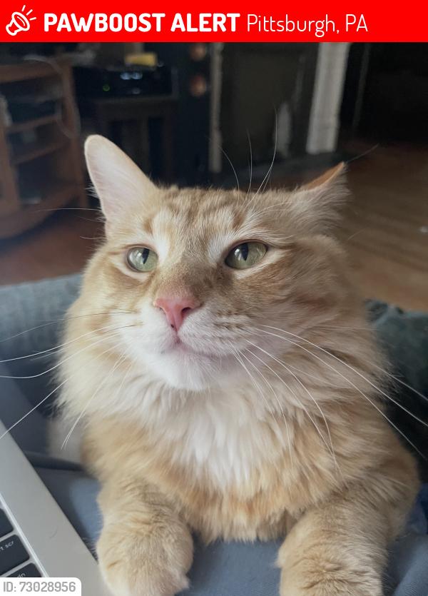 Lost Male Cat last seen Perrysville Ave and Brightridge St, Pittsburgh, PA 15214