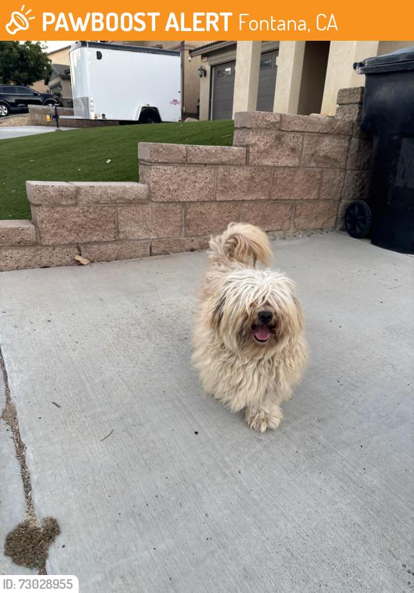 Found/Stray Male Dog last seen Citadel Ave Fontana, Fontana, CA 92337
