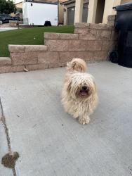 Found/Stray Male Dog last seen Citadel Ave Fontana, Fontana, CA 92337