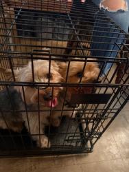 Found/Stray Male Dog last seen Near brigham academy, Winter Haven, FL 33880