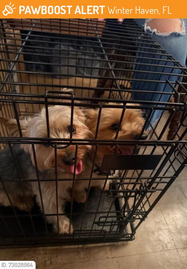 Found/Stray Male Dog last seen Near brigham academy, Winter Haven, FL 33880