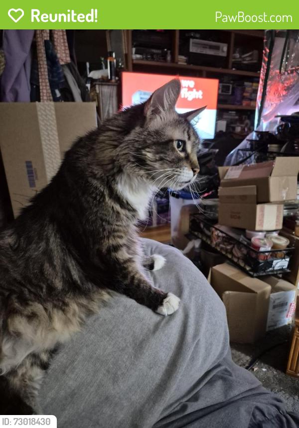 Reunited Female Cat last seen Willow Park/Pine Park Streets, Richland Hills, TX 76118