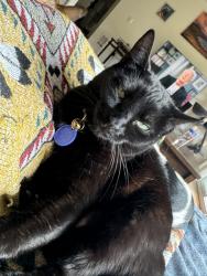 Lost Female Cat last seen Commons at sylvan highlands west side greenbelt, Portland, OR 97221