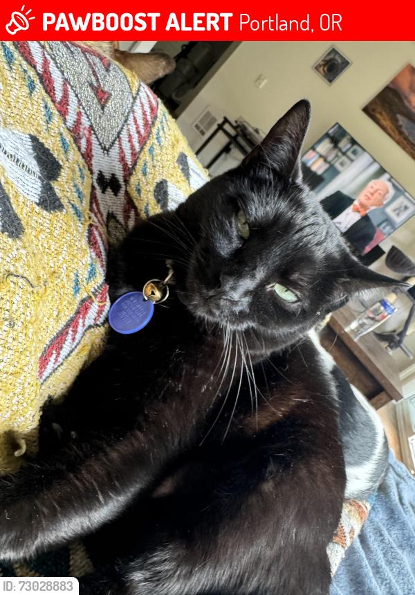 Lost Female Cat last seen Commons at sylvan highlands west side greenbelt, Portland, OR 97221