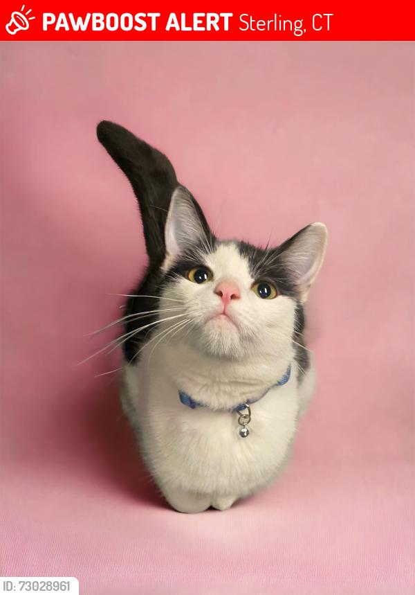Lost Female Cat last seen Pine Hill Rd Sterling CT, Sterling, CT 06377