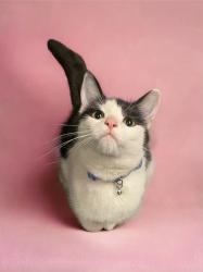 Lost Female Cat last seen Pine Hill Rd Sterling CT, Sterling, CT 06377
