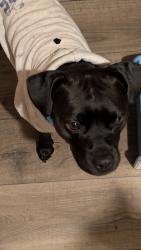 Reunited Male Dog last seen Briarwood , Gaston County, NC 28120