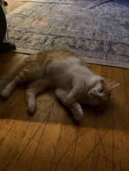 Found/Stray Unknown Cat last seen Walgreens on Oakland, Milwaukee, WI 53211