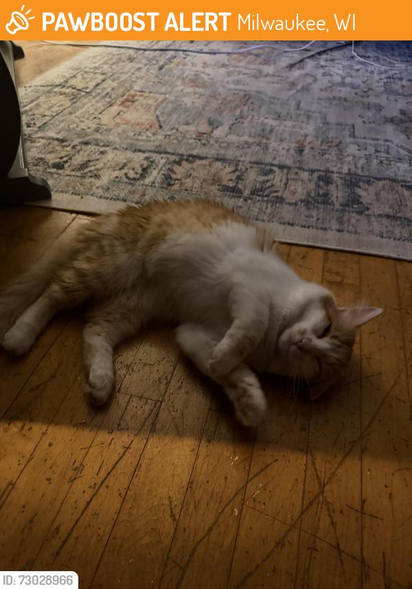 Found/Stray Unknown Cat last seen Walgreens on Oakland, Milwaukee, WI 53211