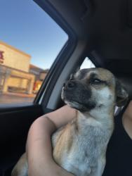 Found/Stray Male Dog last seen Foothill /acacia, Rialto, CA 92376