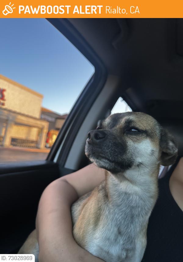 Found/Stray Male Dog last seen Foothill /acacia, Rialto, CA 92376