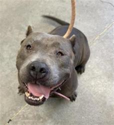 Shelter Stray Female Dog last seen Near BLOCK E WHITE AVE, FRESNO CA 93701 2073, 5277 E Airways Blvd, Fresno, CA 93727, USA