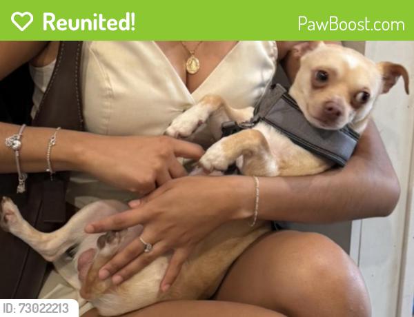 Reunited Male Dog last seen bevo mill area, St. Louis, MO 63116