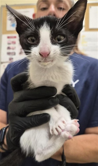 Shelter Stray Female Cat last seen Near BLOCK WEBFOOT LOOP, 1950 Stevenson Blvd, Fremont, CA 94538, USA