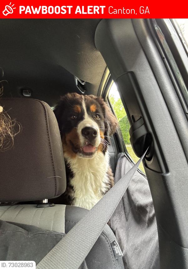 Lost Female Dog last seen Journey Christian church , Canton, GA 30115