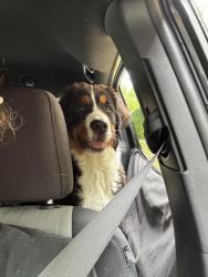 Lost Female Dog last seen Journey Christian church , Canton, GA 30115