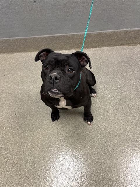 Shelter Stray Female Dog last seen DROPPED OFF AT VET OFFICE, 655 N Mojave Rd, Las Vegas, NV 89101, USA