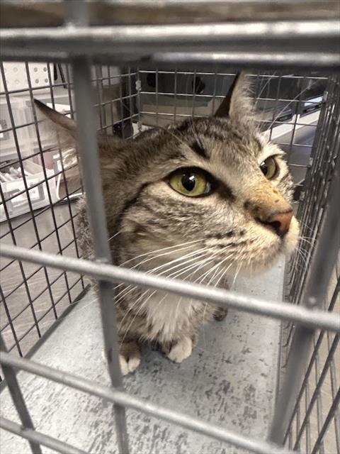 Shelter Stray Female Cat last seen Near BLOCK AUTUMN GLEN CIR, 655 N Mojave Rd, Las Vegas, NV 89101, USA