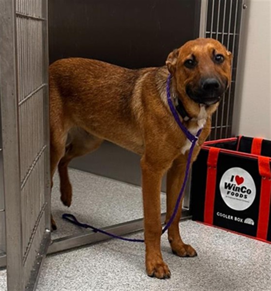 Shelter Stray Male Dog last seen , 9150 Union Park Way, Elk Grove, CA 95624, USA