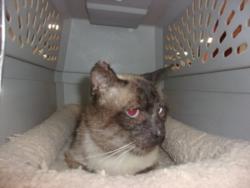 Shelter Stray Male Cat last seen , 14409 Vanowen St, Van Nuys, CA 91405, USA