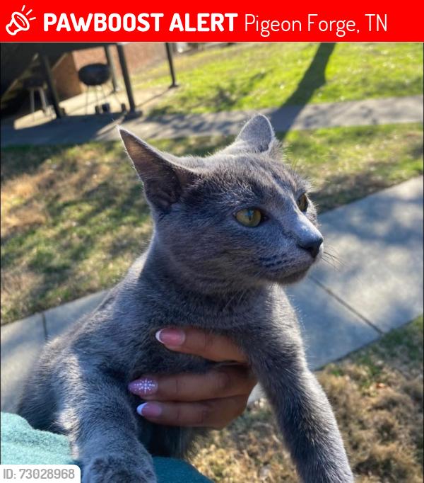 Lost Female Cat last seen Ridgewood Village apmts , Pigeon Forge, TN 37863