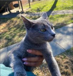 Lost Female Cat last seen Ridgewood Village apmts , Pigeon Forge, TN 37863