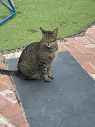 Lost Male Cat last seen San Miguel and San Julian on the mesa, Santa Barbara, CA 93109