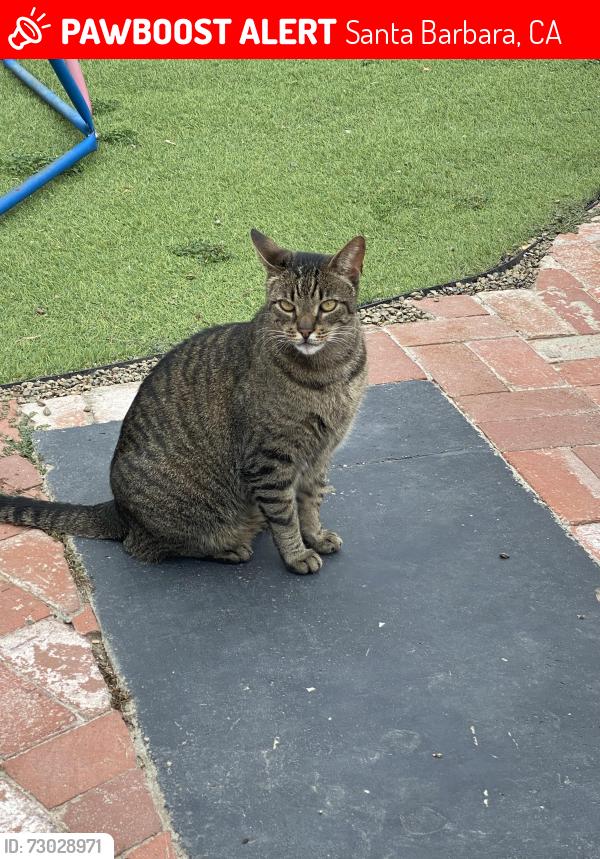 Lost Male Cat last seen San Miguel and San Julian on the mesa, Santa Barbara, CA 93109