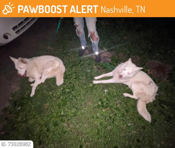 Found/Stray Unknown Dog last seen Longbranch , Nashville, TN 37013