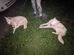 Found/Stray Unknown Dog last seen Longbranch , Nashville, TN 37013