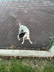 Reunited Female Dog last seen Meadowwood village tennis courts, Rancho Cucamonga, CA 91730
