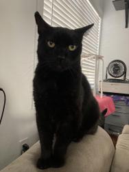 Lost Male Cat last seen Newport Boulevard in Bay Street, Costa Mesa, CA 92627