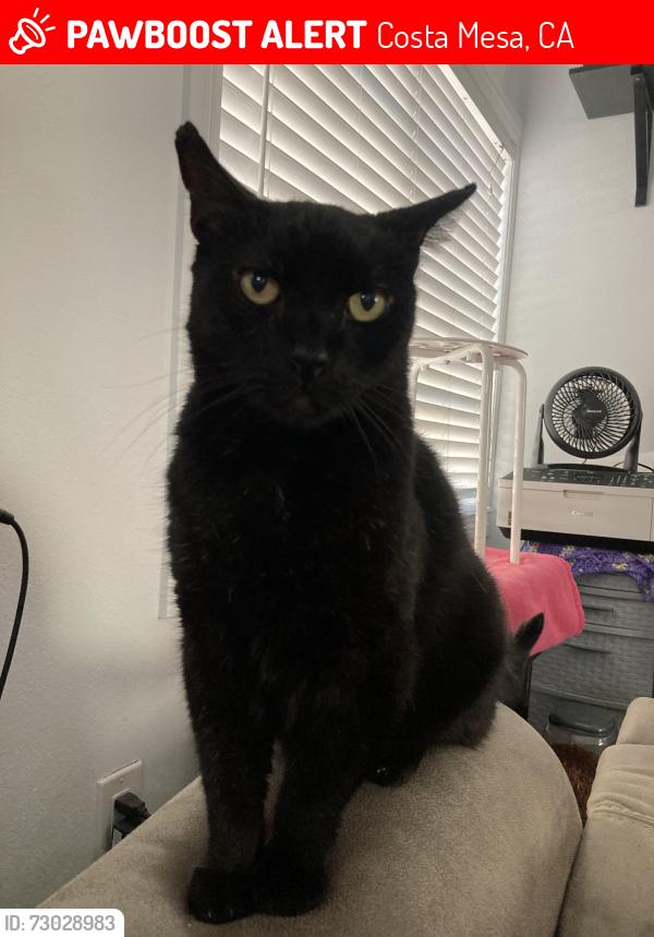 Lost Male Cat last seen Newport Boulevard in Bay Street, Costa Mesa, CA 92627